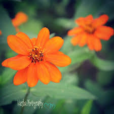 Flowers of india is aimed at having information about all the flowers found in india, with their common names, especially in indian languages, pictures and habitat, easily available in one place. Beautiful Orange Colour Flower Tirumala India Orange Color Flowers Color