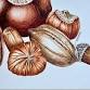 AUTUMN WORKSHOP WITH JULIE PRICE    “Capturing event image