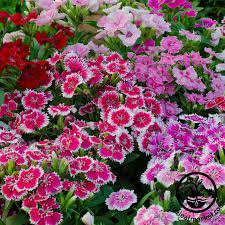 Dianthus Seeds Floral Lace Series In 2020 Flower Seeds Annual Flowers Dianthus Flowers