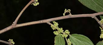 Image result for Trema sp A