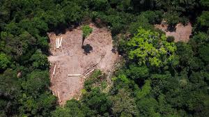 Regenwald braucht mindestens 100 jahre, um sich zu erholen. Abholzung Am Amazonas Bundesregierung Stoppt Waldprojekte In Brasilien