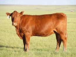 Our traditional aberdeen angus have no imported bloodlines. 200 Red Angus Cows Southeast Wyoming Beef Cattle Cow Cattle Farming