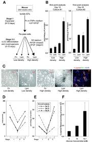 ↑ genetics & diabetes, diabetes information. Adult Pancreas Generates Multipotent Stem Cells And Pancreatic And Nonpancreatic Progeny Choi 2004 Stem Cells Wiley Online Library