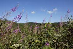 Wildwiese Im Valmetal Schone Landschaften Sauerland Wanderwege