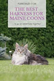 Find maine coon ads in our cats & kittens category. What Is The Best Maine Coon Harness Here Is What You Need Purr Craze