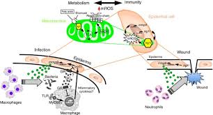 What is an epidermal inclusion cyst? Epidermal Cells Help Coordinate Leukocyte Migration During Inflammation Through Fatty Acid Fuelled Matrix Metalloproteinase Production Nature Communications