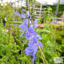 Buy Veronica 'Shirley Blue' (Speedwell) in the UK
