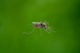 From swimming to fishing, there are plenty of recreational activities to do a solid pest management plan will give north port businesses an extra sense of security. Over A Cheever Pest Control Serving Port Charlotte North Port Englewood Venice Sarasota Areas