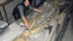 Vorschlag der kommission für eine verordnung mit besonderen auflagen Biologen Untersuchen Das Geheimnis Der Riesigen Tintenfische