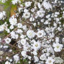 Buy Gypsophila Paniculata Bristol Fairy Baby S Breath In The Uk Gypsophila Baby Fairy Babys Breath