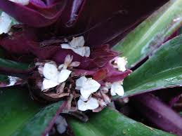 Learn what this skin condition looks like, the best way to get rid of cradle cap, and how long most babies have it. Tradescantia Spathacea Boat Lily Moses In A Basket Moses In The Cradle Oyster Plant North Carolina Extension Gardener Plant Toolbox