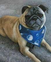 Turn your beloved pet photo into an oil painting that looks amazing on your wall! Dog Portraits On Canvas Dog Painting