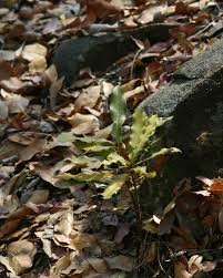 Image result for Macadamia aff. integrifolia