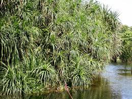 Image result for Pandanus sp. A