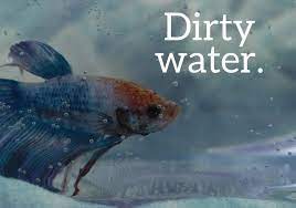 If you can't, you can find them online. Top 6 Reasons Betta Fish Die And How To Prevent It Pethelpful