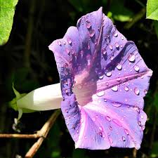 Image result for Ipomoea venosa