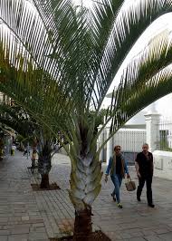 Image result for Dypsis decaryi