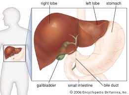 Solution for carbohydrates are stored in the liver and muscles in the form of a.glucose. Liver Anatomy Britannica