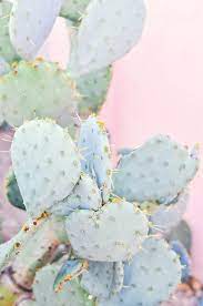 Cactus wallpaper | tumblr cactus drawing, plant drawing,. Cute Cactus Wallpaper With Pastel Pink Background Cute Aesthetic Plant Backgrounds 650x979 Wallpaper Teahub Io