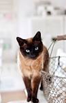 Siamese Cat Breed Information: Behavior, Pictures and Care ...