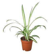 Image result for Chlorophytum hirsutum