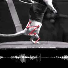 Zaps To Spinal Cord Have Rats Walking Again Brain Nerves Paralyzed Paralyzed Man