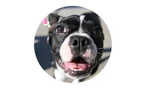 Welcome to madame bulldogs where occasionally producing healthy, beautiful quality french bulldogs is our #1 priority! Homeward Bound Rescue