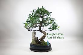 While winter can be a dangerous time for bonsai trees, with a little preparation there is a good chance your trees will be fine! Ficus Indoor Bonsai Tree Care All Things Bonsai