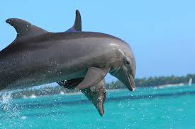 Dauphin est un nom vernaculaire ambigu désignant en français certains mammifères marins et fluviaux appartenant à l'ordre des cétacés. Infanticide Inceste Harcelement Viol Les Dauphins Ne Sont Pas Du Tout Comme Vous L Imaginiez