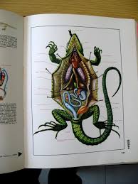 Black And White Lizard In Georgia Lizard Reptile Anatomy Vivisection Book Anatomy Book Lizard Reptile Reptiles Lizard Reptile Anatomy Vivis In 2020 Animal Books Reptiles Lizard