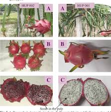 We did not find results for: Study On The Growth And Development Of Two Dragon Fruit Hylocereus Undatus Genotypes Semantic Scholar