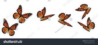 208,312 Butterflies Flying Royalty-Free Images, Stock Photos & Pictures |  Shutterstock