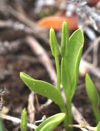 Image result for Ophioglossum polyphyllum