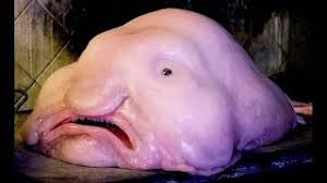 Blobfish are typically shorter than 30 cm (12 in). Blobfish Deepsea Oddities Youtube