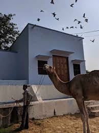 The roads are very good, and. Missed The Pushkar Mela Indias Only Camel Research Centre Is Just 10km From Bikaner Tripoto