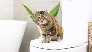 Do Cats Need Baths Advice On Bathing Cats Purina