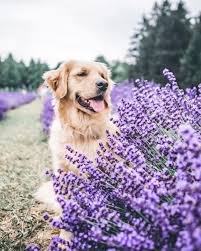 We did not find results for: Cute Dogs Daily Spring Is Beautiful Spring Flowers Purple Dogs Source Pinterest Facebook