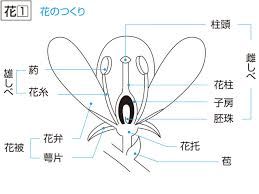 花托(かたく)とは - コトバンク