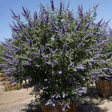 Image result for Vitex