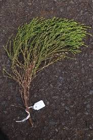 Image result for Erica whyteana