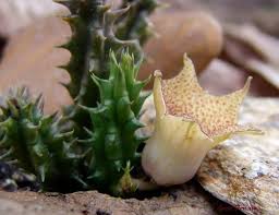 Image result for Huernia longituba