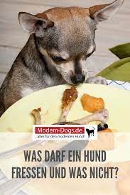 lebensmittel fur hunde was darf mein hund essen und was ist verboten hunde ernahrung hunde hund essen
