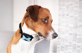 Image result for Harrier dog