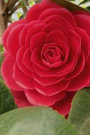 Buy Black Tie Camellia Japonica Plants For Sale Online From Wilson Bros Gardens Camellia Garden Online Plants