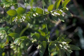 Image result for Asparagus asparagoides