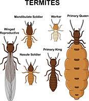 If it's something that is common to the area or to that building than it will generally be the landlord's responsibility. Termite Exterminator Treatment Austin Tx