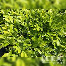 Image result for Buxus