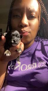 Adopting a new puppy into the family