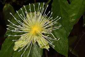 Image result for Capparis tomentosa
