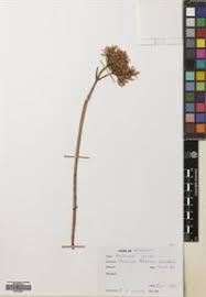 Image result for Kalanchoe velutina